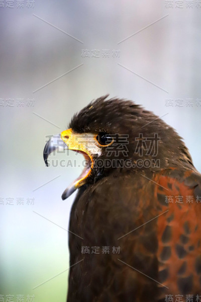 放鹰捕猎。鹰隼(Parabuteo unicinctus)猛禽