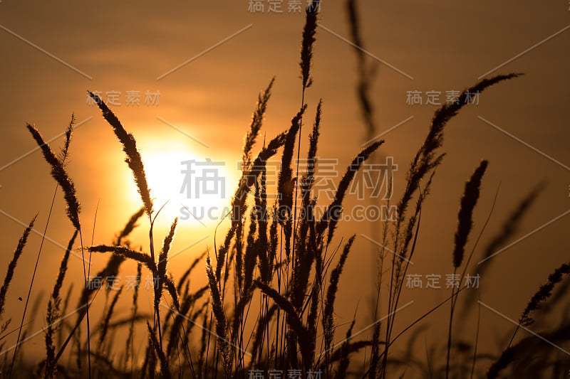 小草以落日的余晖为背景