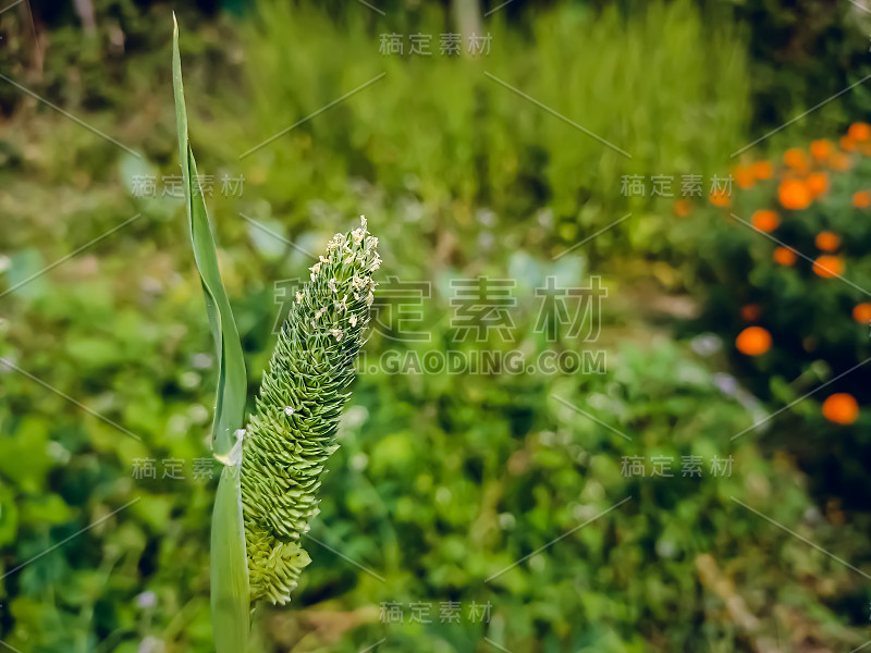 蝴蝶兰是原产于北非、欧洲和南亚的一种草。丛草被广泛移植到其他地方。