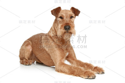 一只爱尔兰梗躺在白色的背景上