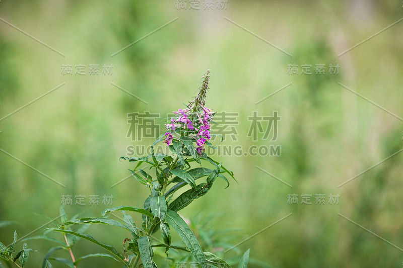 花园里开着紫罗兰色的小花