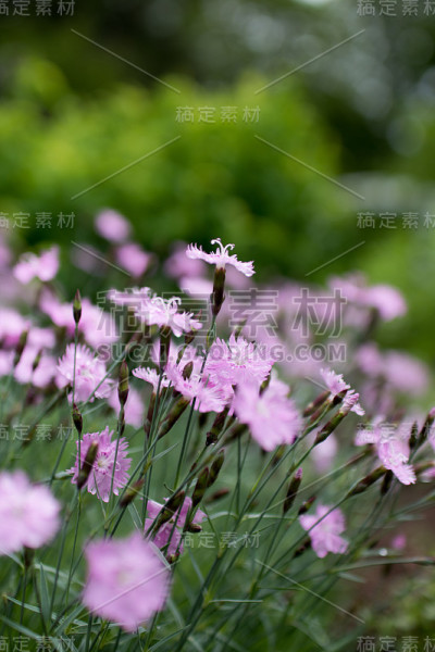 甜蜜的威廉
