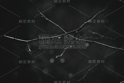 秋雨后的树枝