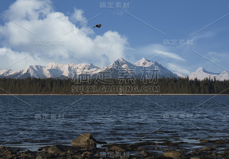 老鹰在巴特利特湾附近的雪山上飞翔