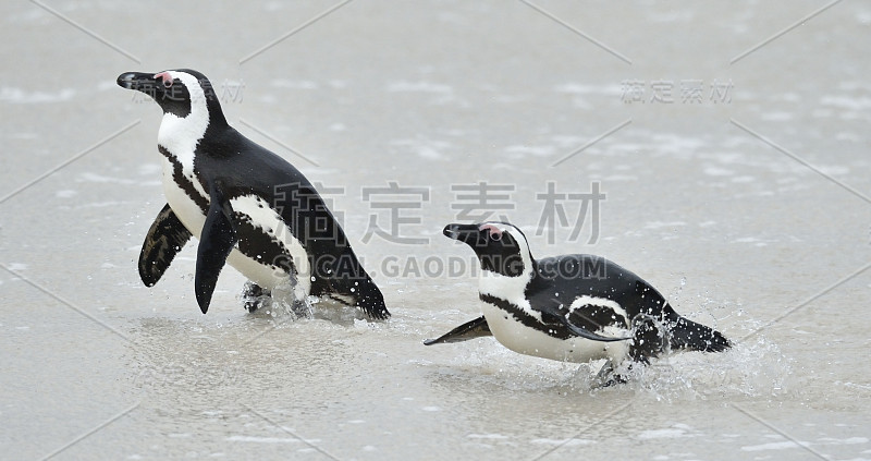 非洲企鹅。