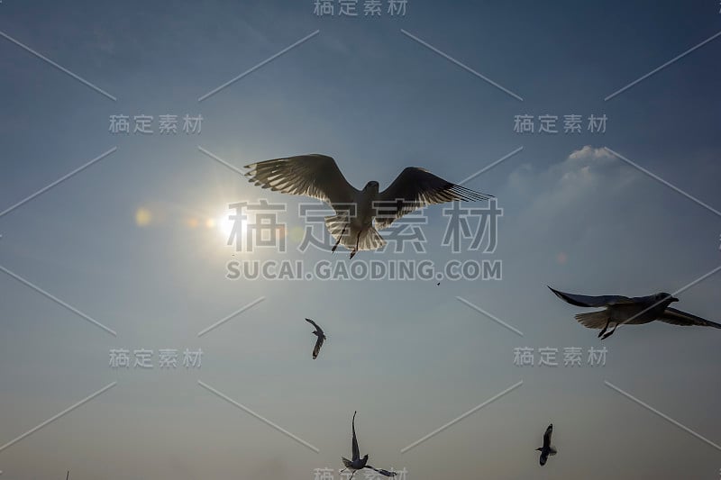 一群海鸥在海里觅食