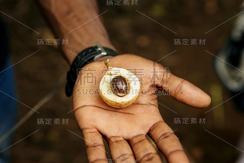 桑给巴尔的香料农场。鲜嫩的肉豆蔻果在男性的手中