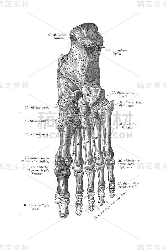 右脚的骨头，从足底侧开始，摄于古书《人体解剖学》，作者是维希涅夫斯基议员，1890年，莫斯科