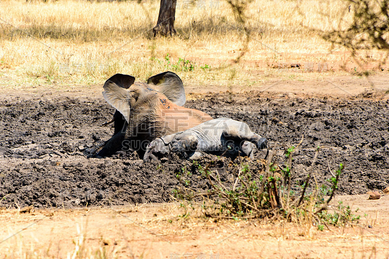 成年和小非洲象(Loxodonta africana)在泥洞里打滚