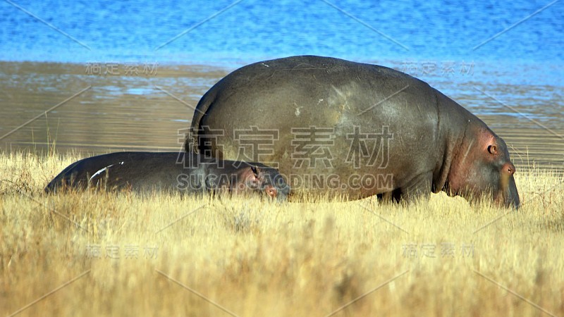 河马妈妈和宝宝