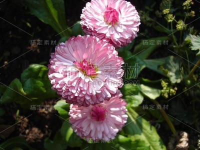 美丽娇艳、色彩鲜艳的花朵盛开着