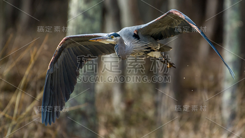 波托马克河上的大蓝鹭