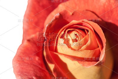 玫瑰花蕾