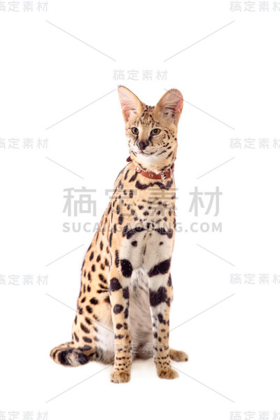 很漂亮的几种，细尾龙几种