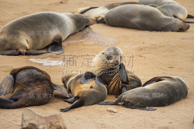 海海豹殖民地