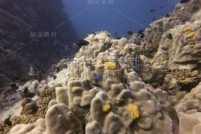 珊瑚及自然生物