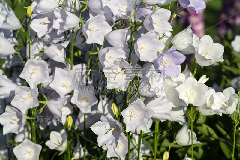 风铃或坎特伯雷钟花