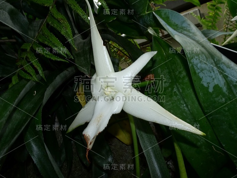 白星兰，稀有而美丽