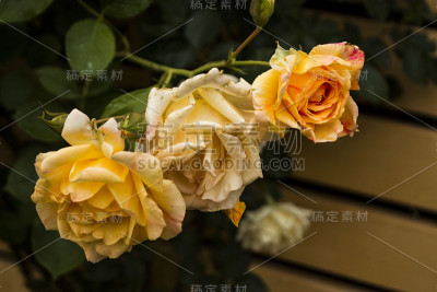 橙色玫瑰