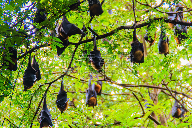 在泰国曼谷的Wat Po，泰国差春骚，用泰语说的Lyle's flying fox, Pteropu