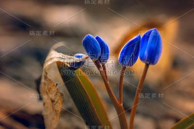 雪花莲