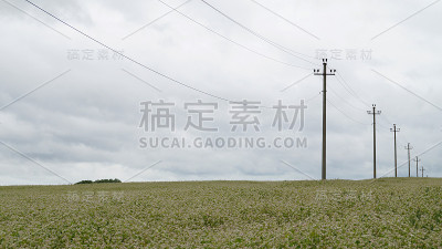 荞麦领域