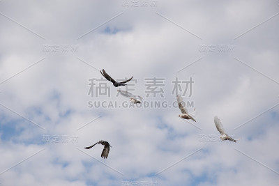 鸽子