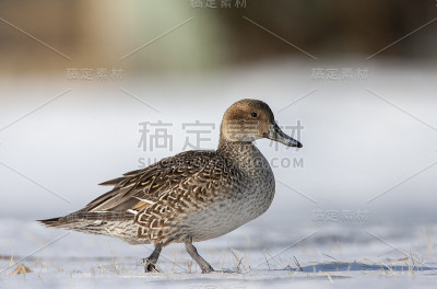 北翼