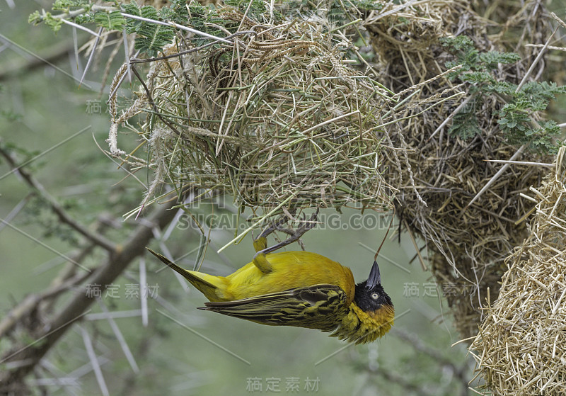 小蒙面织布鸟(Ploceus intermedius)是一种鸟科的鸟类，正在筑巢。坦桑尼亚恩杜图湖保