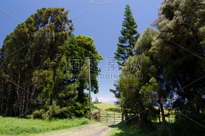 夏威夷大岛夏威夷和威美亚之间的科哈拉山公路