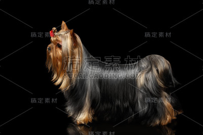 约克夏犬躺在黑镜上