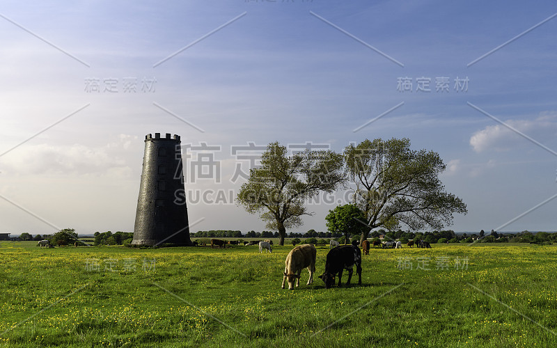 英国贝弗利，奶牛享受着有废弃磨坊和树木的开阔牧场。