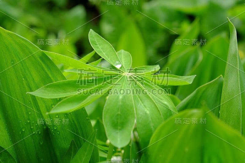 一大滴水滴在羽扇豆上。