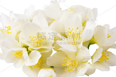 茉莉花白色的花在白色的背景