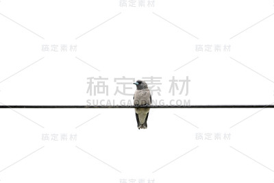 灰蒙蒙的木燕子有时也被称为灰蒙蒙的燕子伯劳是一种木燕子，发现于南亚。