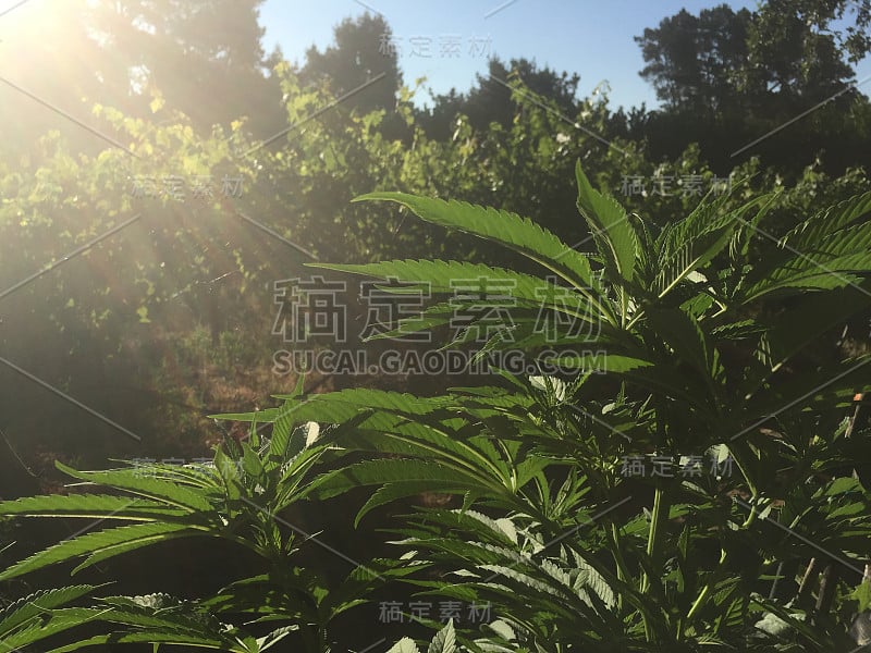 大麻的太阳