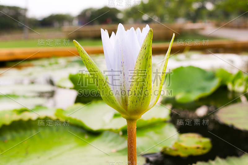 百合花在池塘