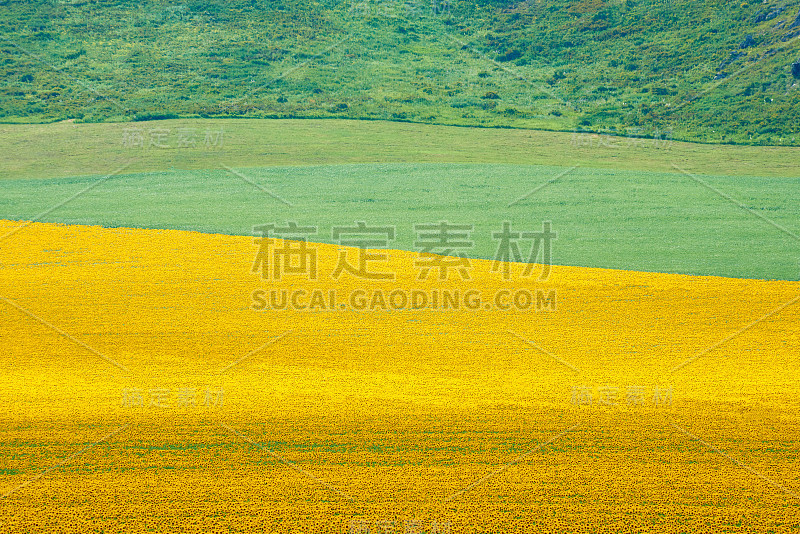 向日葵。黄色的向日葵生长在田野里。