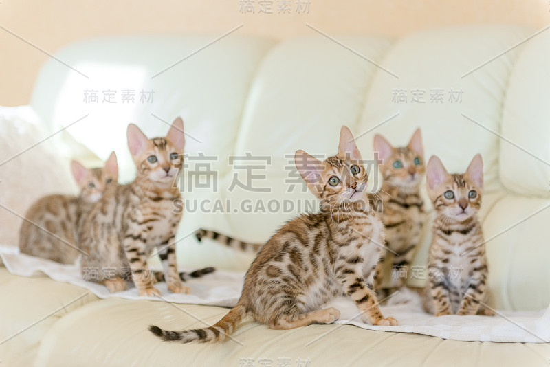 孟加拉小猫坐在房子的沙发上