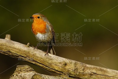 罗宾,