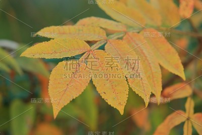 彩色的叶子。