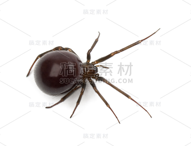 普通的家蜘蛛，温氏副steatoda tepidariorum，白色背景