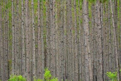 在背景顶部显示绿色的松林树干