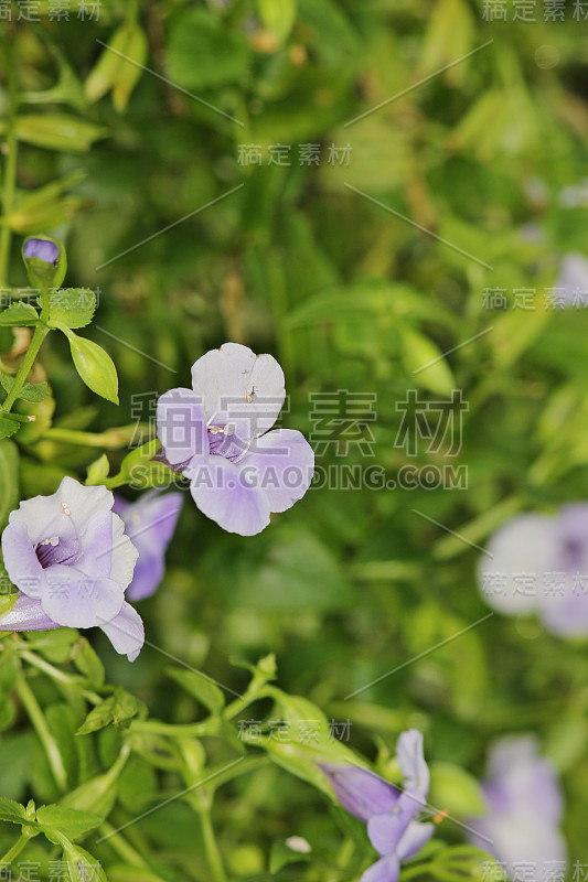 大自然中美丽的紫色花朵。宏