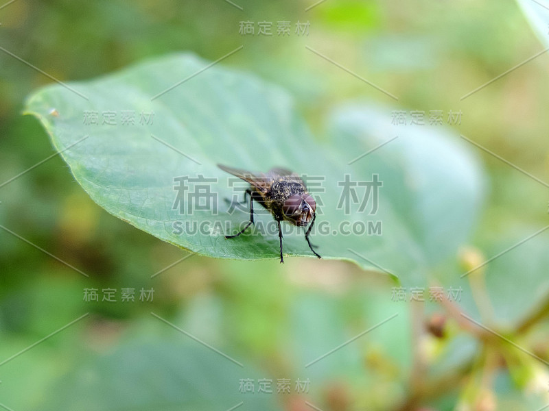 苍蝇坐在叶子上