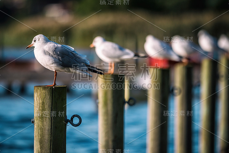 海湾里一根木杆上的海鸥。