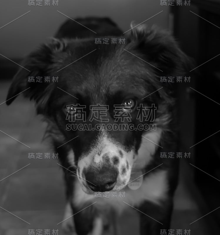 边境牧羊犬脸朝上