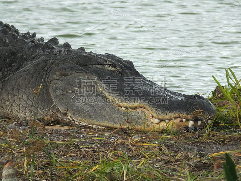 美洲鳄(密西西比短吻鳄)