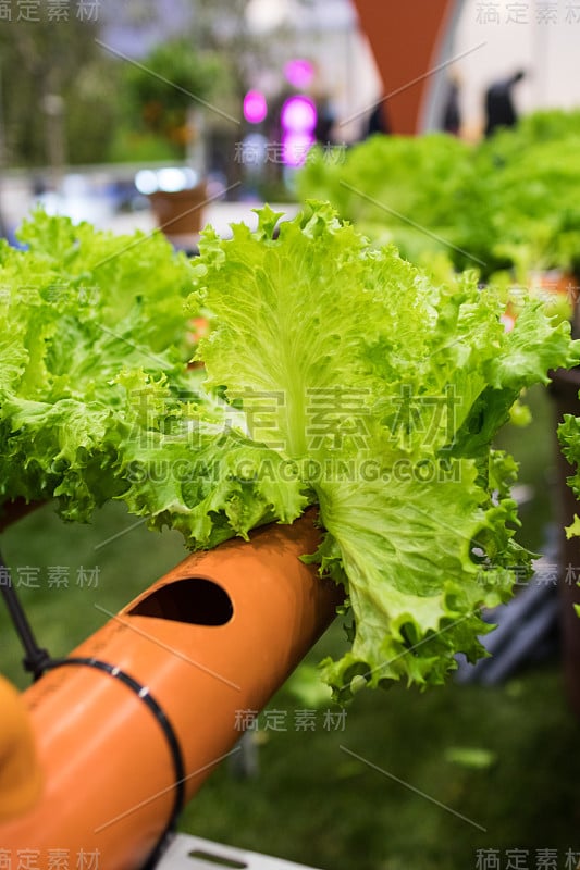 沙拉在创新的水培栽培节水，原型城市花园