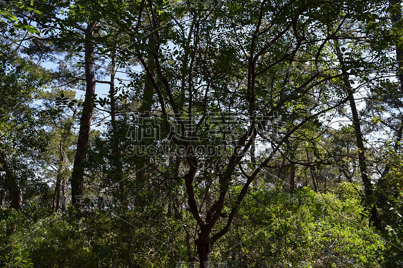 植物的土耳其。克姆地区自然。Calis Tepe(山)小径。小亚细亚特有的松林